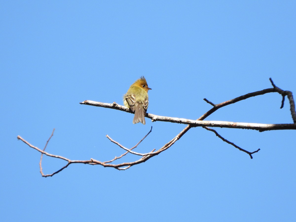 Tufted Flycatcher - ML647020556