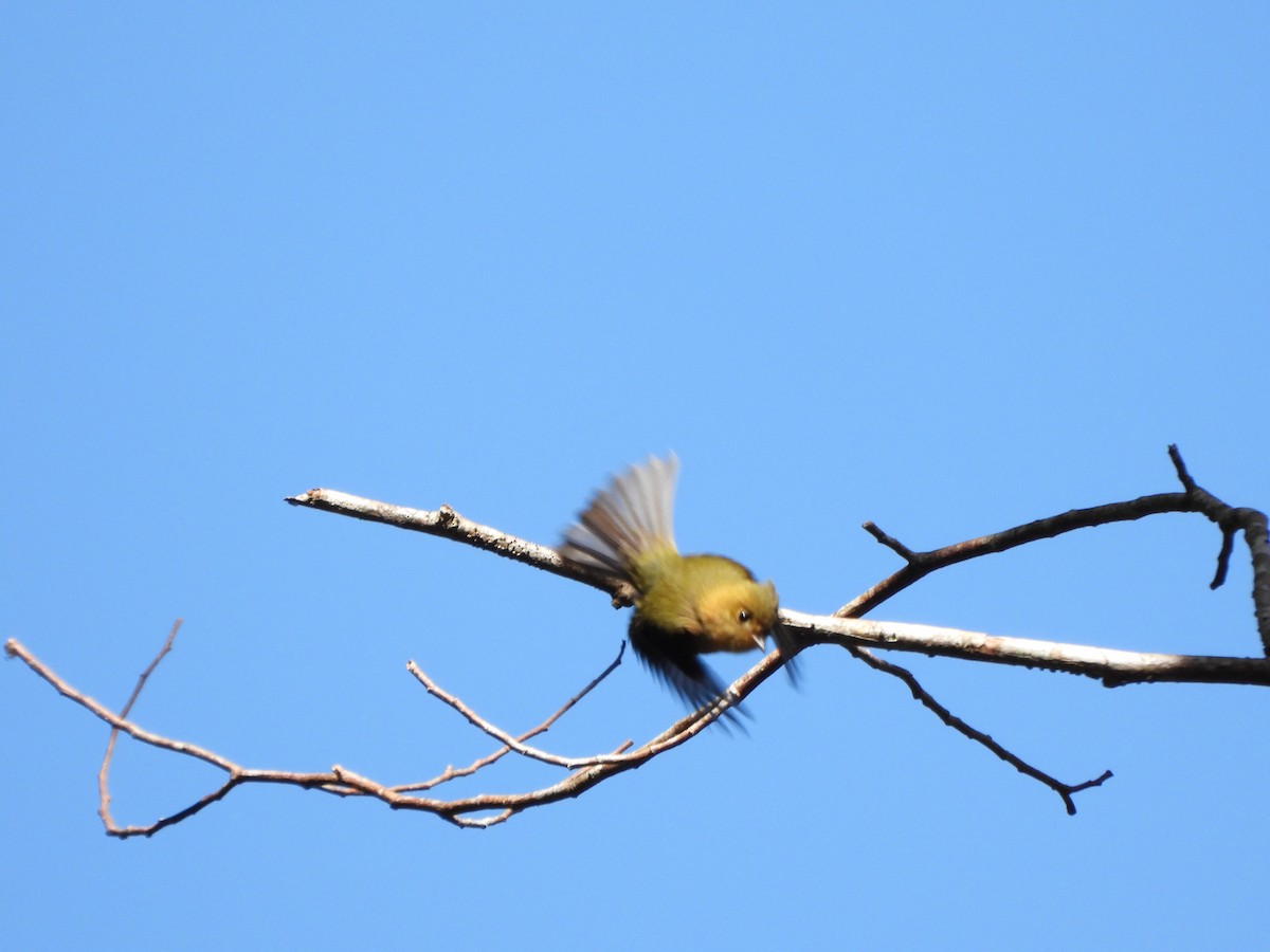 Tufted Flycatcher - ML647020557