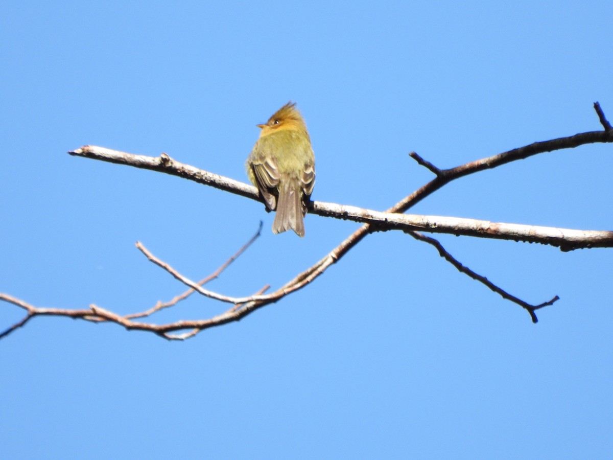 Tufted Flycatcher - ML647020558
