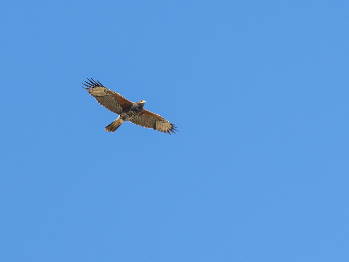 Harris's Hawk - ML647020566