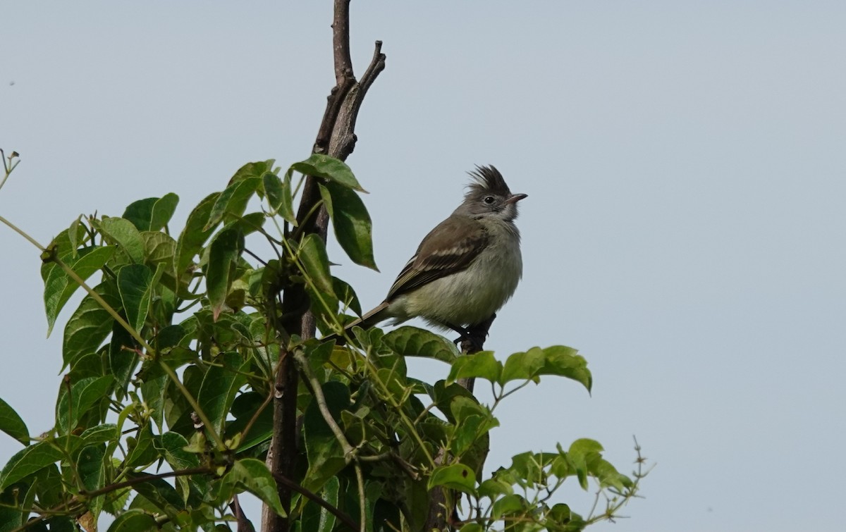 Yellow-bellied Elaenia - ML647020568