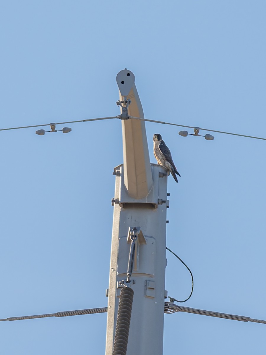 Peregrine Falcon - ML647020572
