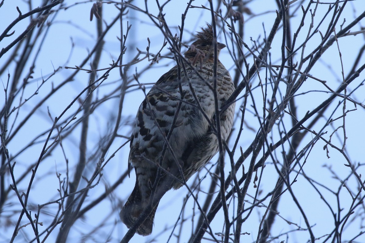 jeřábek kanadský - ML647020573
