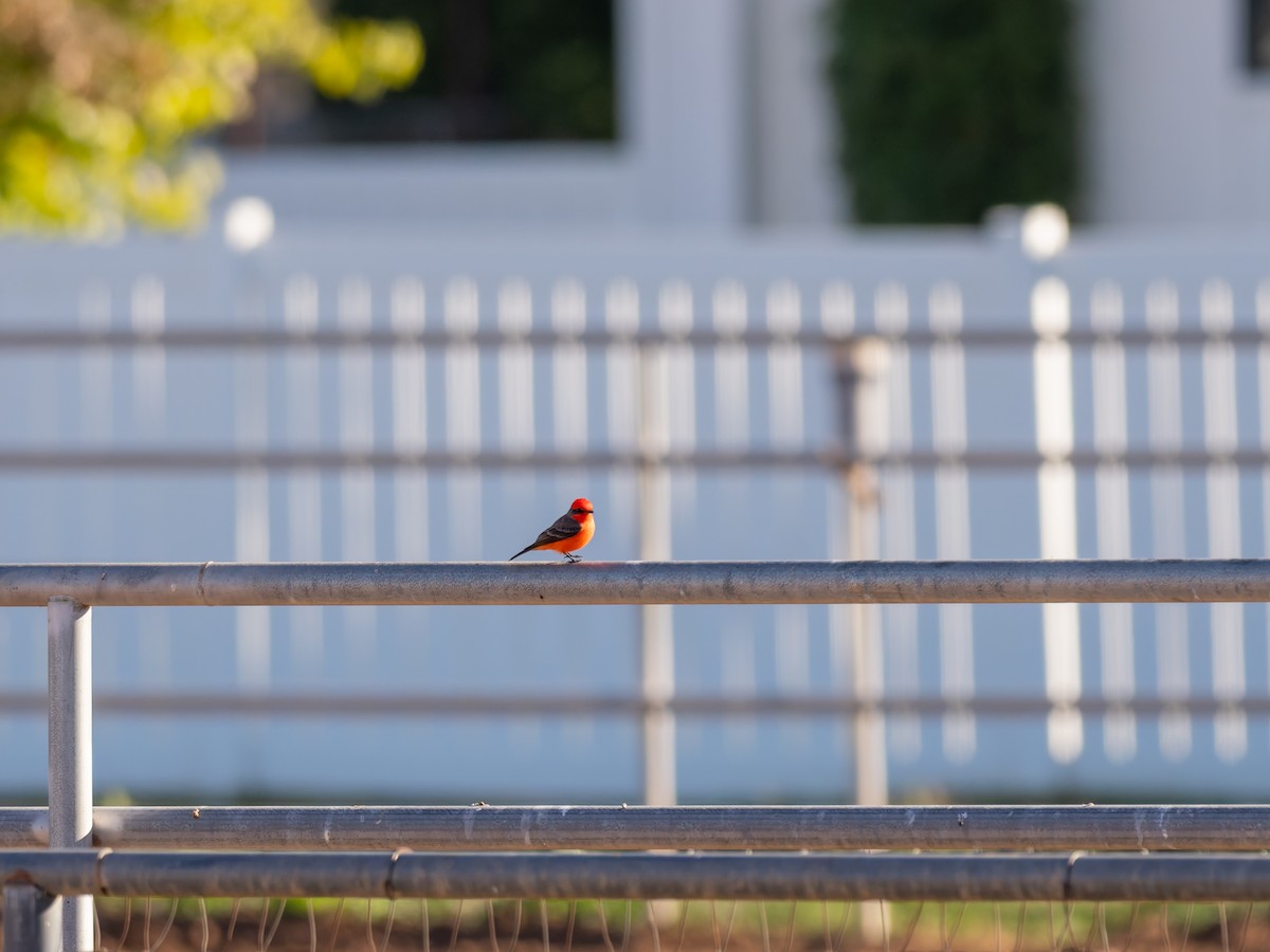 Vermilion Flycatcher - ML647020574