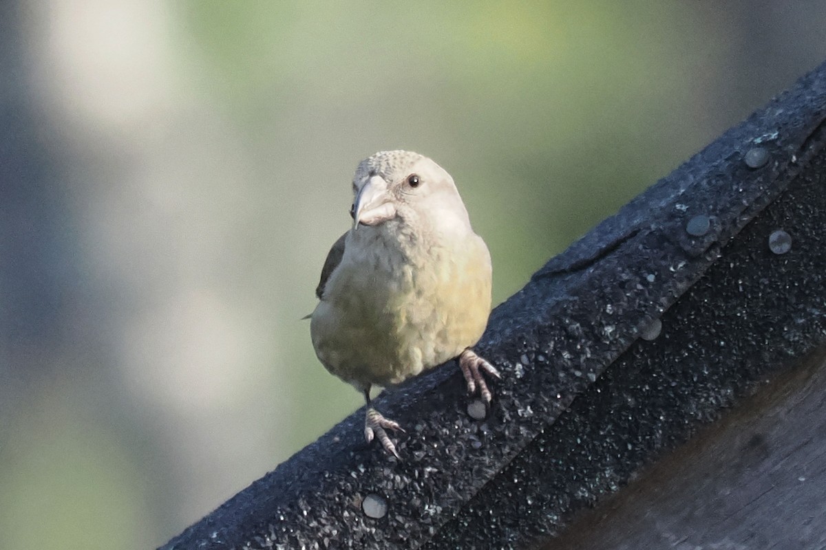 Parrot Crossbill - ML647020577