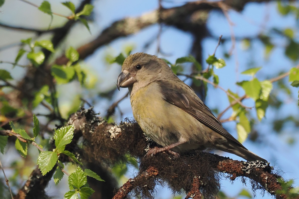 Parrot Crossbill - ML647020578