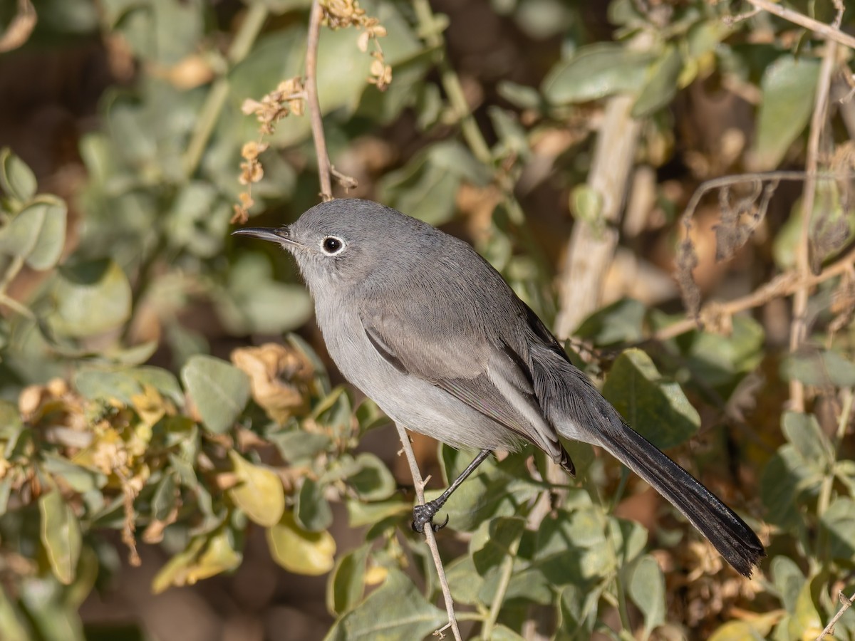 Blue-gray Gnatcatcher - ML647020586