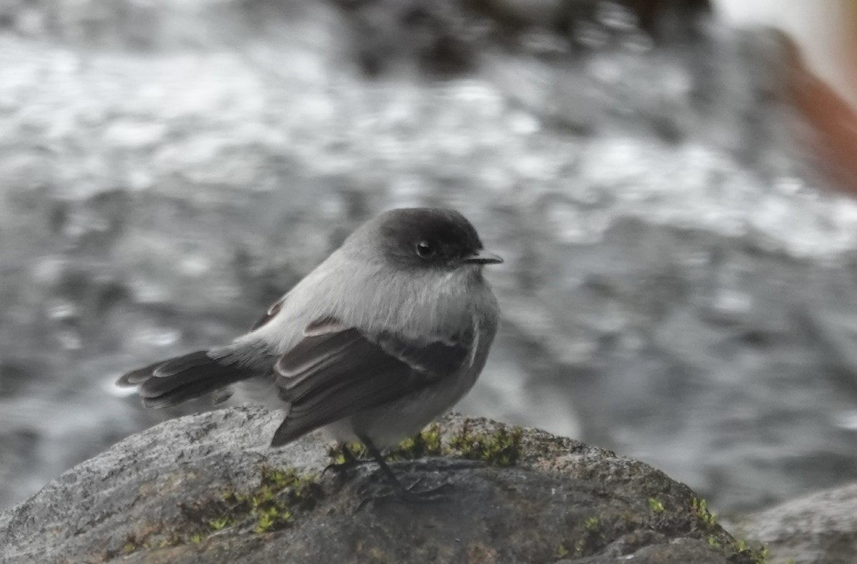 Torrent Tyrannulet - ML647020588