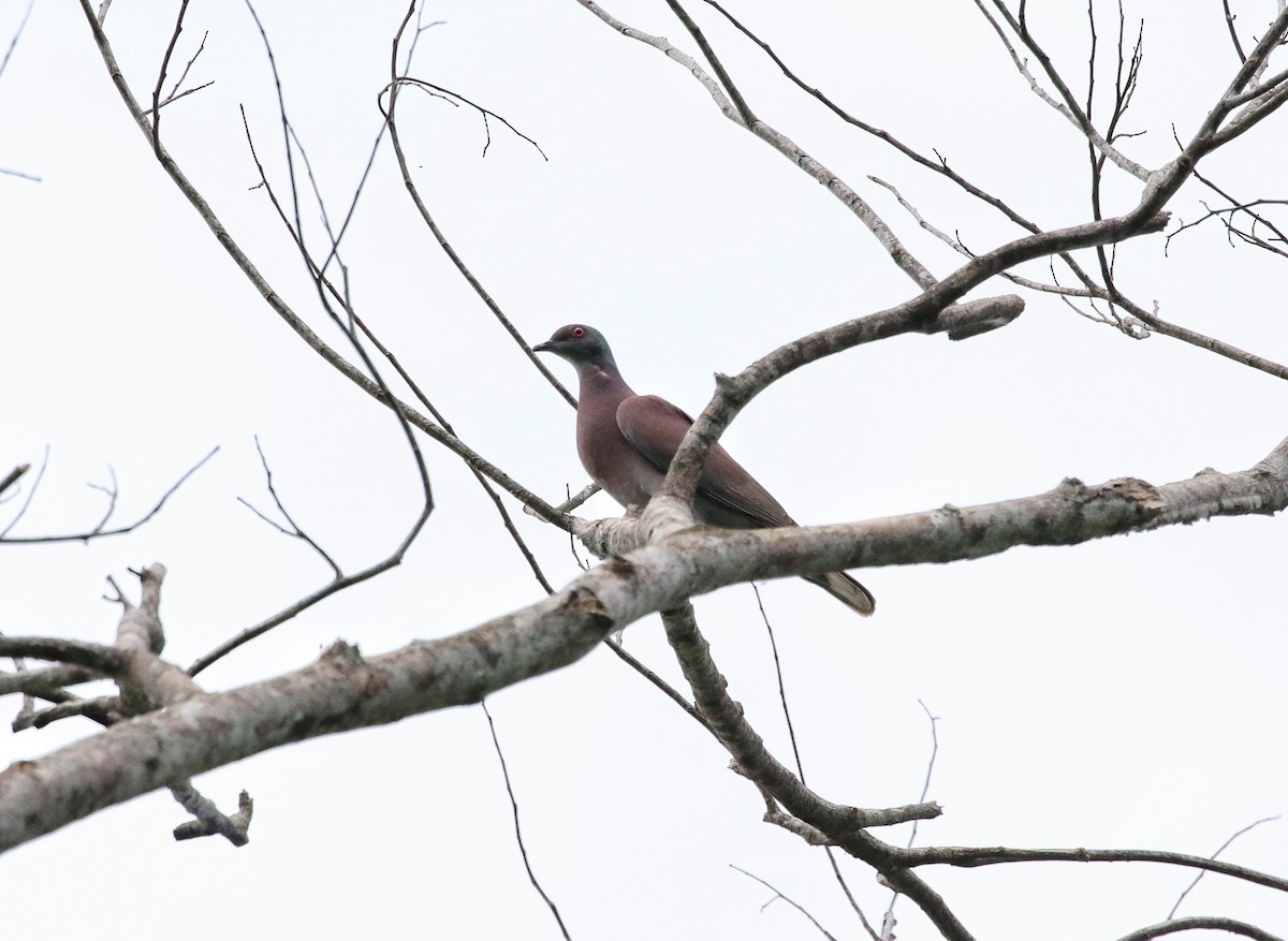 Paloma Colorada - ML647020592