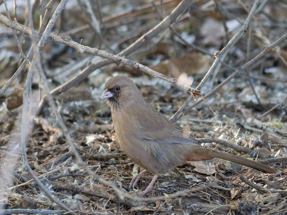 Abert's Towhee - ML647020596