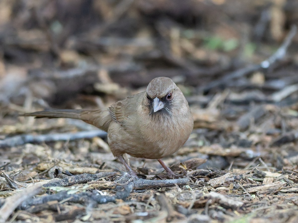 Abert's Towhee - ML647020597