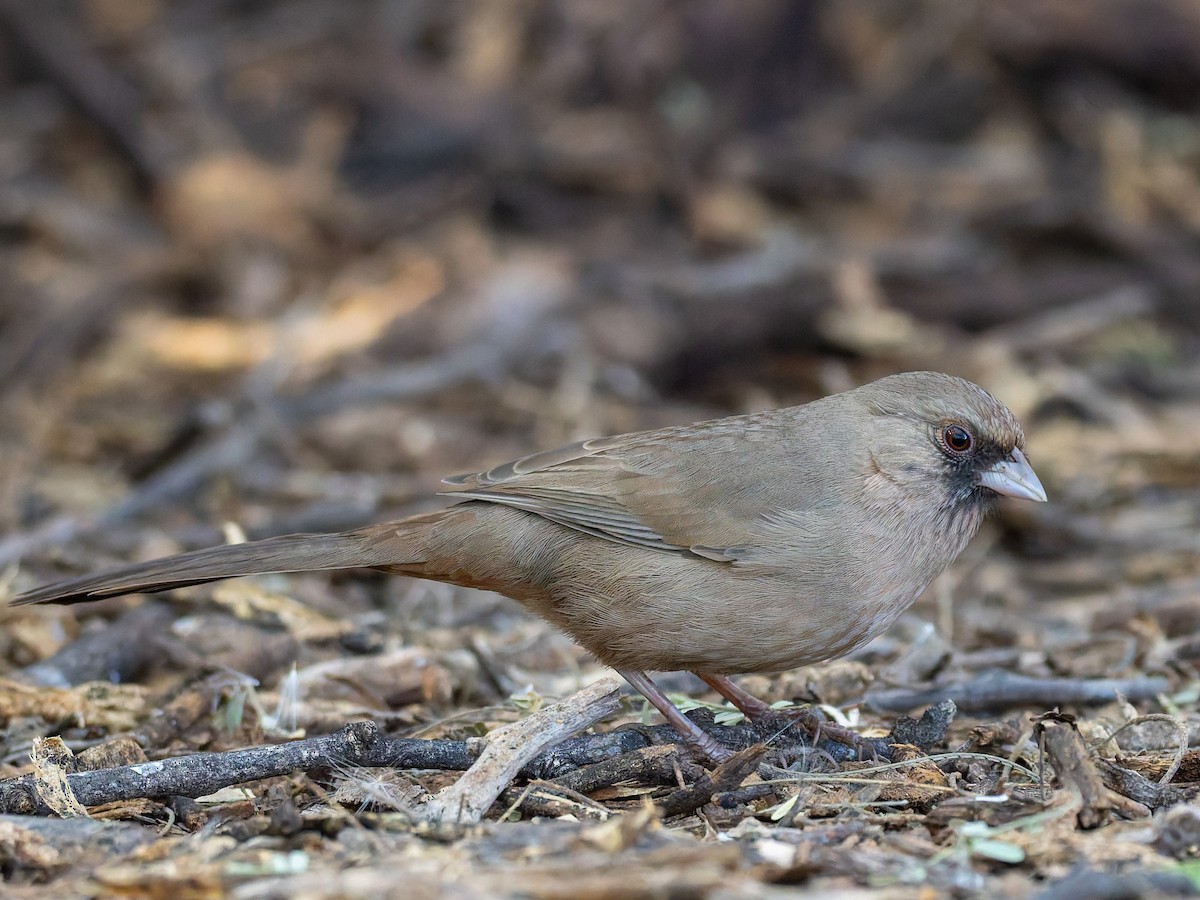 Abert's Towhee - ML647020598
