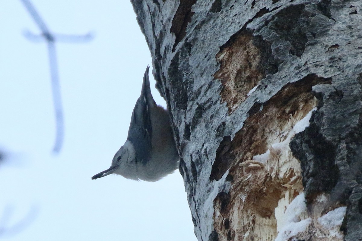 White-breasted Nuthatch - ML647020599