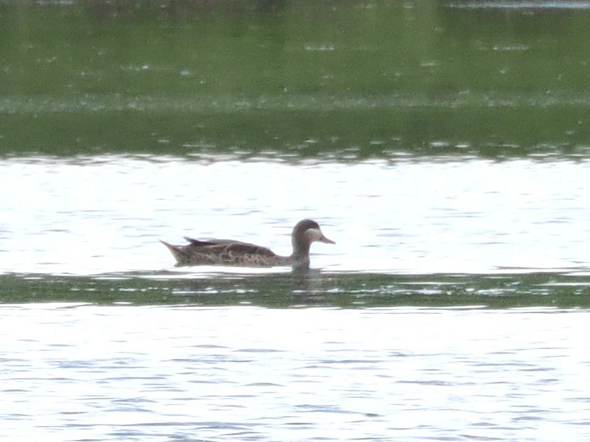 Red-billed Duck - ML647020602