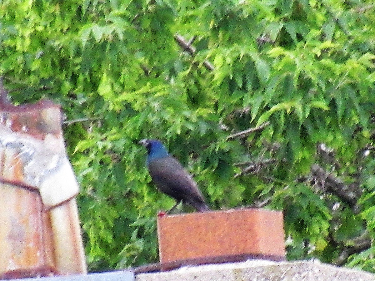 Purpurgrackel - ML647020603