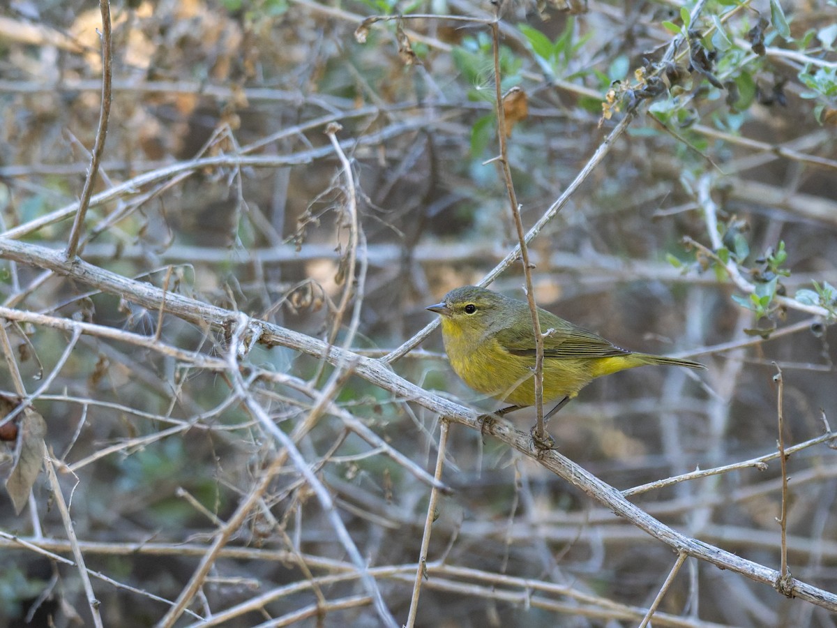 Orange-crowned Warbler - ML647020606