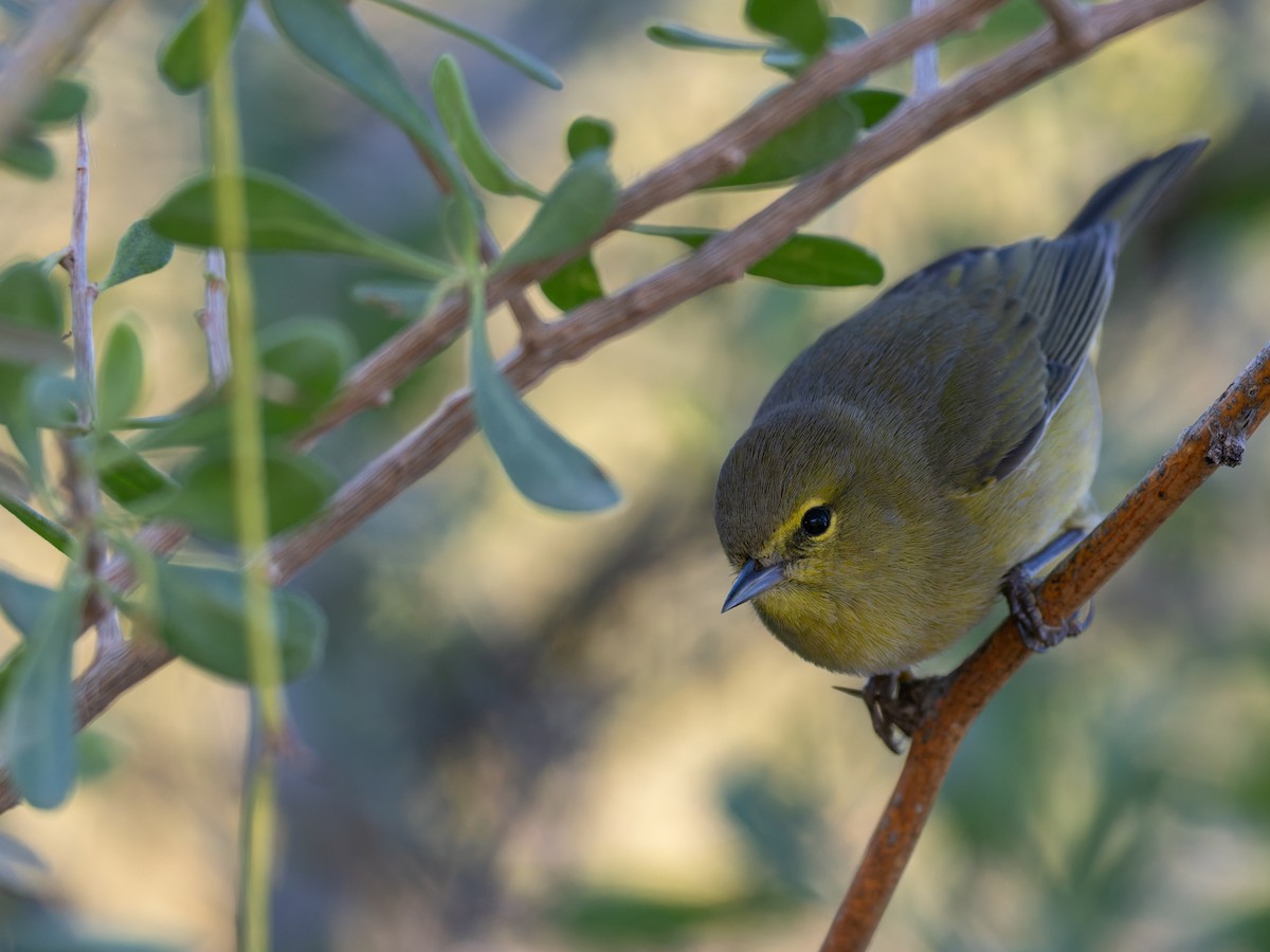 Orange-crowned Warbler - ML647020607
