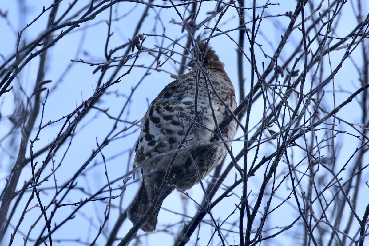 jeřábek kanadský - ML647020609