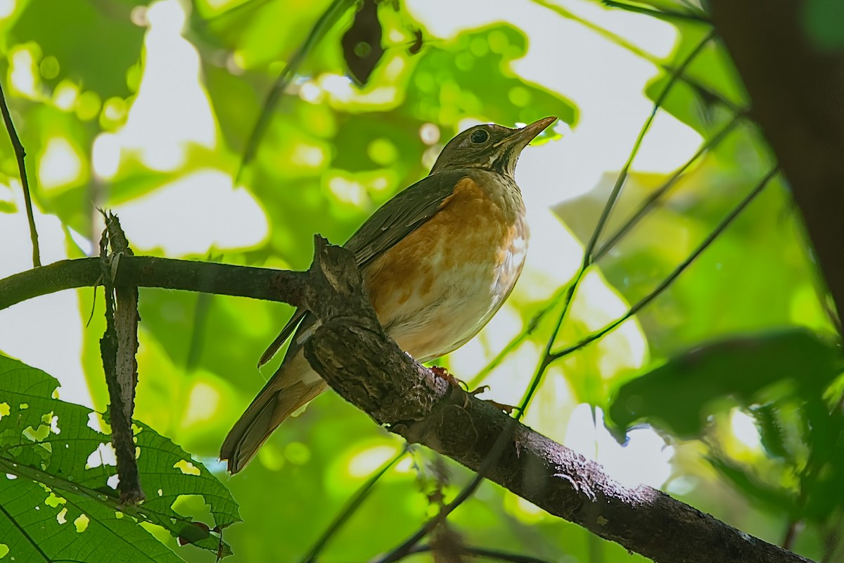 Black-breasted Thrush - ML647020612