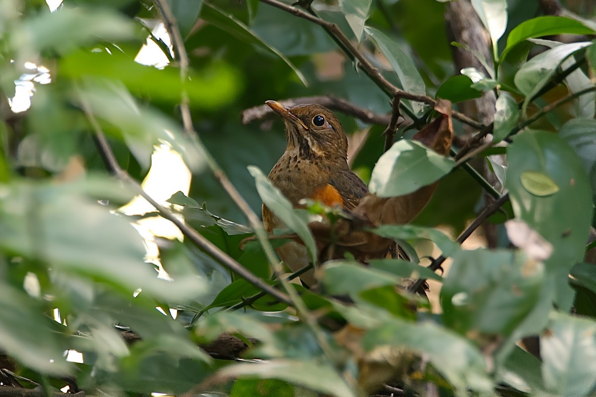 Black-breasted Thrush - ML647020613