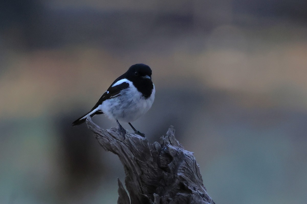 Hooded Robin - ML647020616