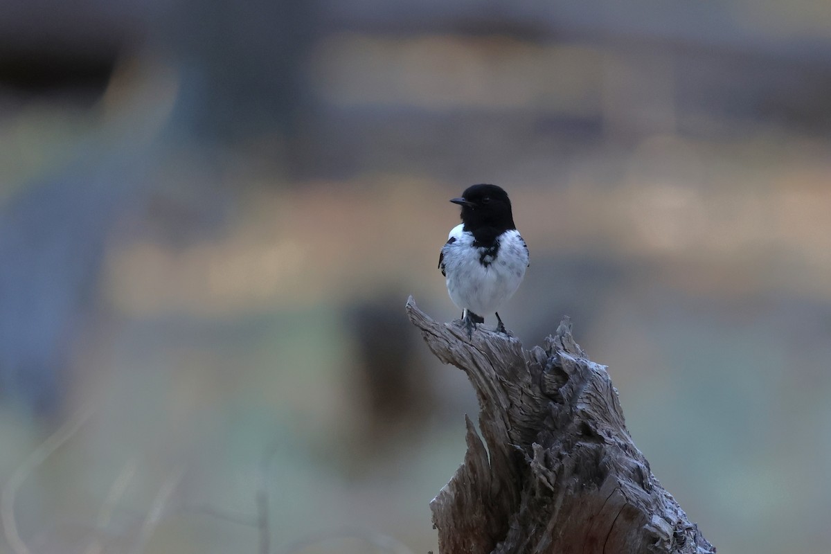 Hooded Robin - ML647020617