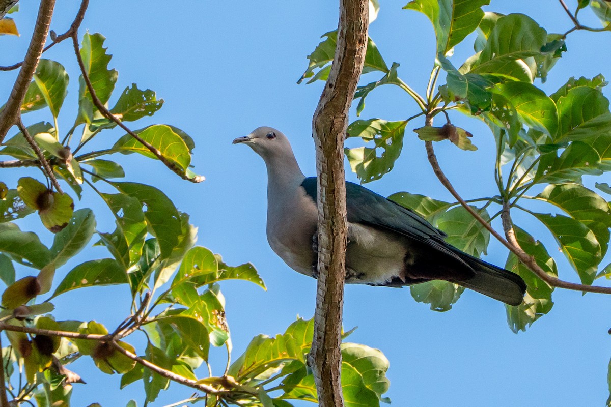 bronsekeiserdue - ML647020619