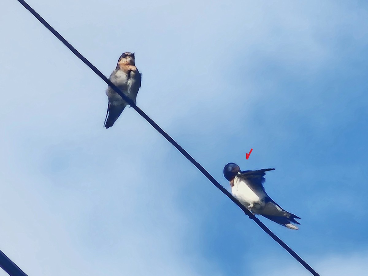 vlaštovka obecná - ML647020620