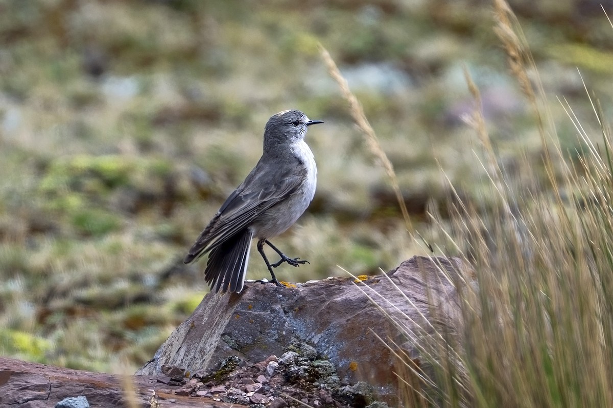 gulkronemarktyrann - ML647020623