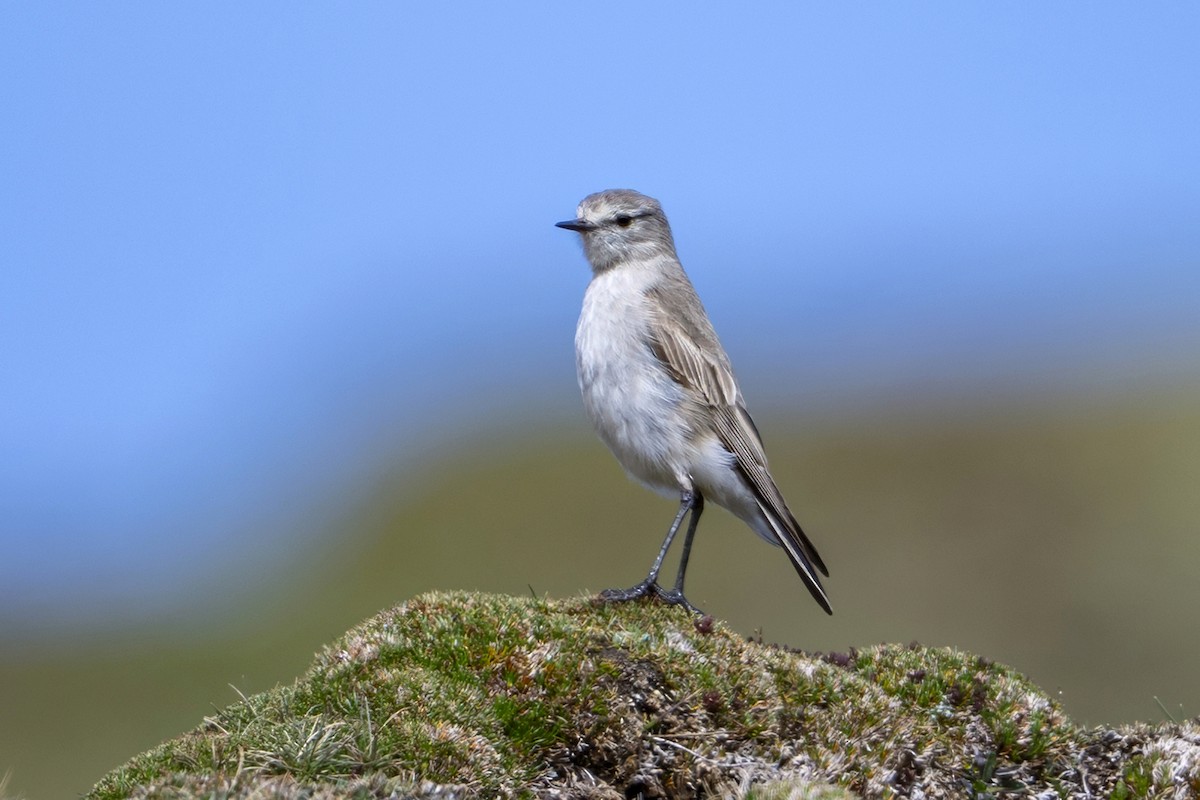 gulkronemarktyrann - ML647020624