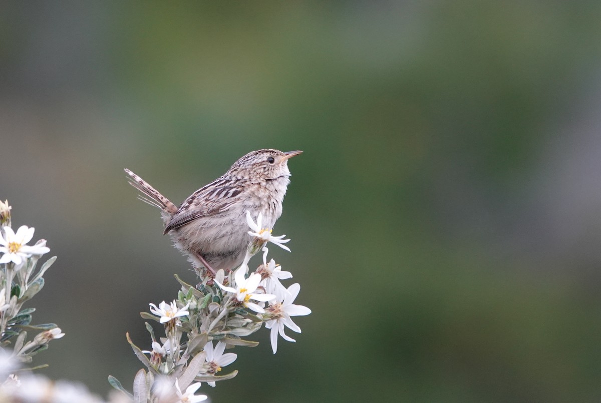 Травяной крапивник - ML647020627