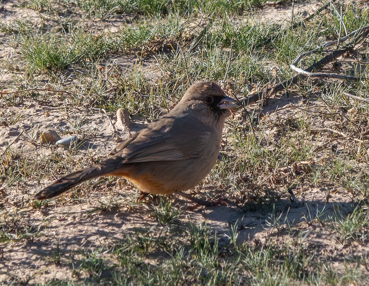 Abert's Towhee - ML647020628
