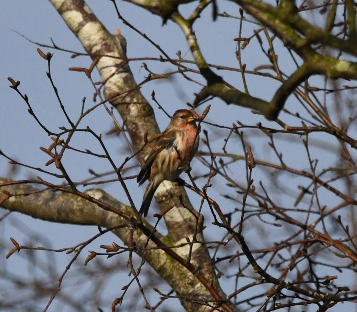 Redpoll (Lesser) - ML647020639
