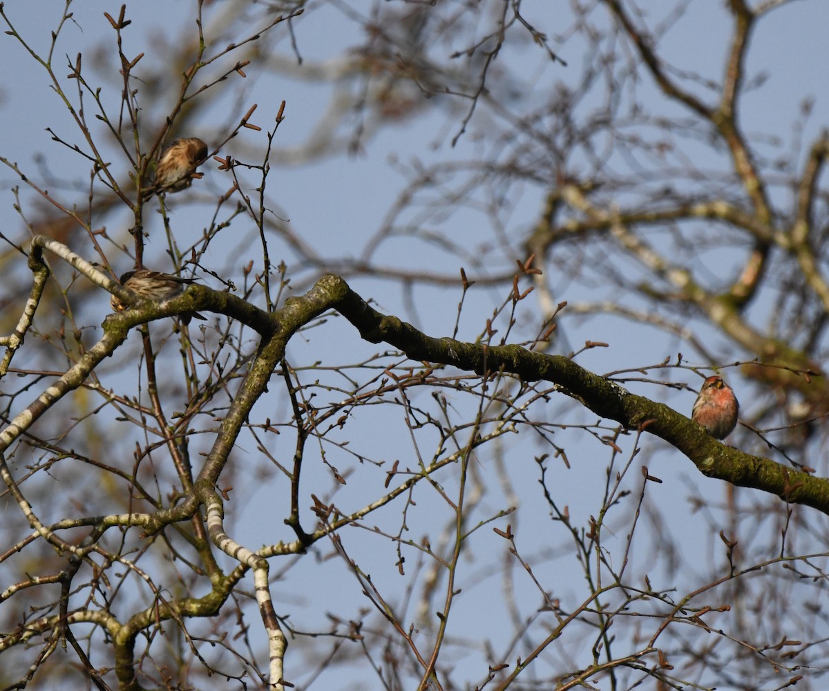 Redpoll (Lesser) - ML647020640