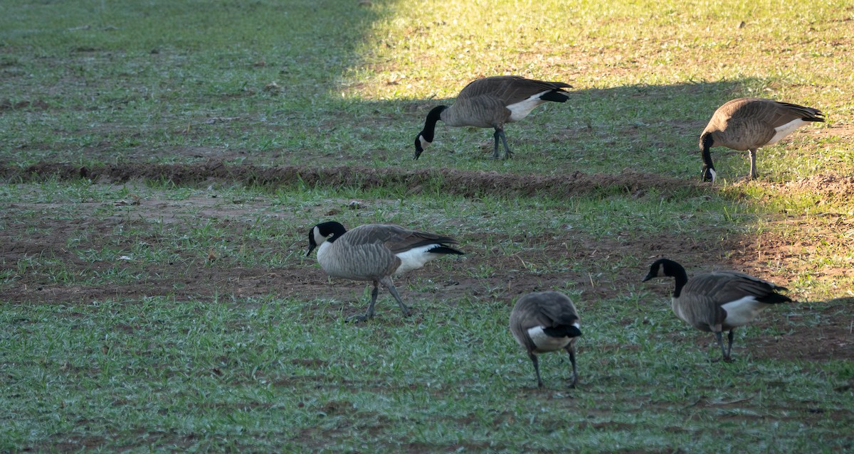 Barnacla Canadiense Grande - ML647020643