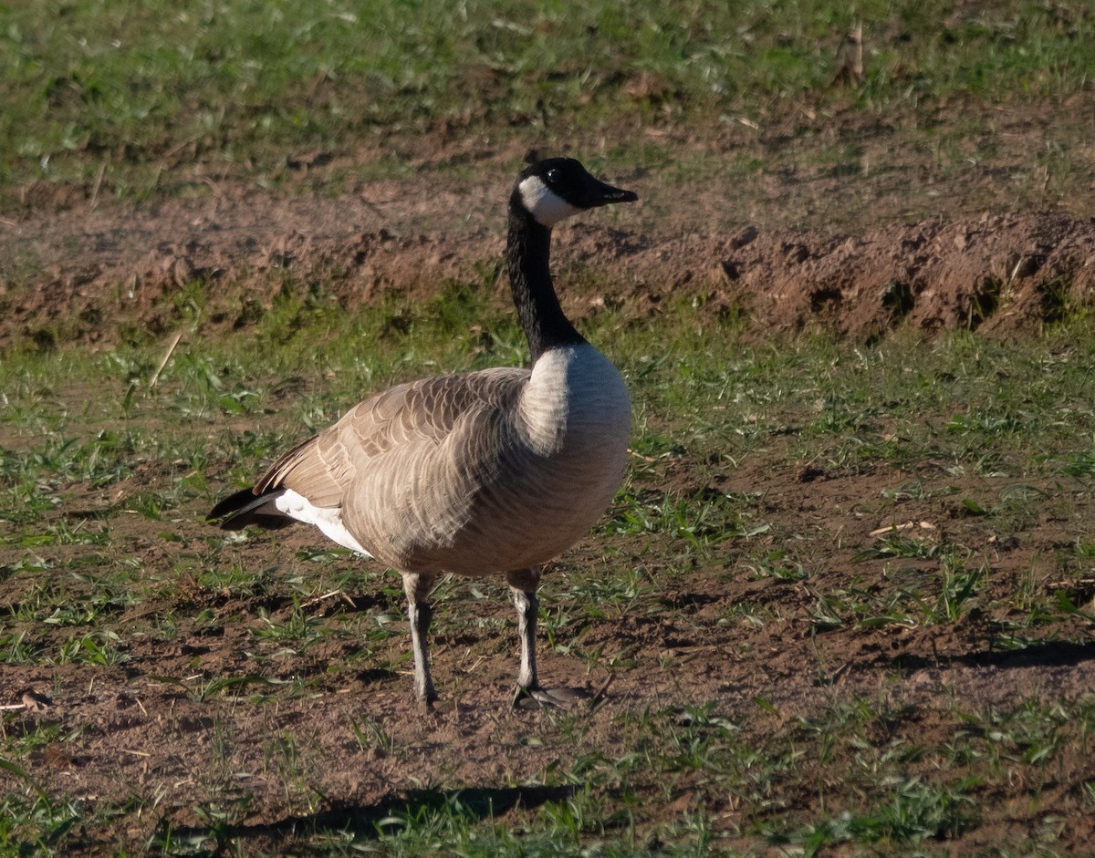 Barnacla Canadiense Grande - ML647020646