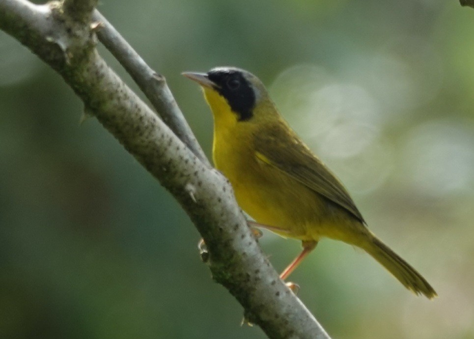 Common Yellowthroat - ML647020649