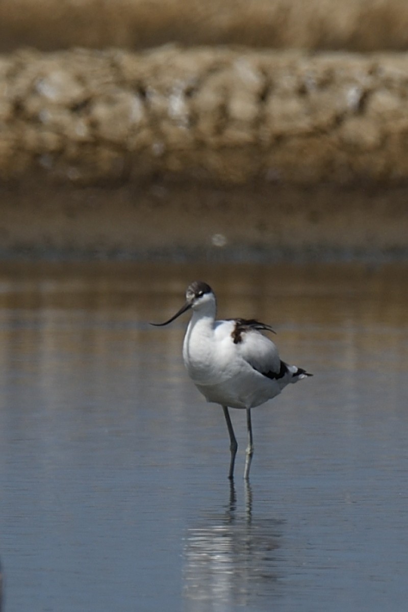 Pied Avocet - ML647020666