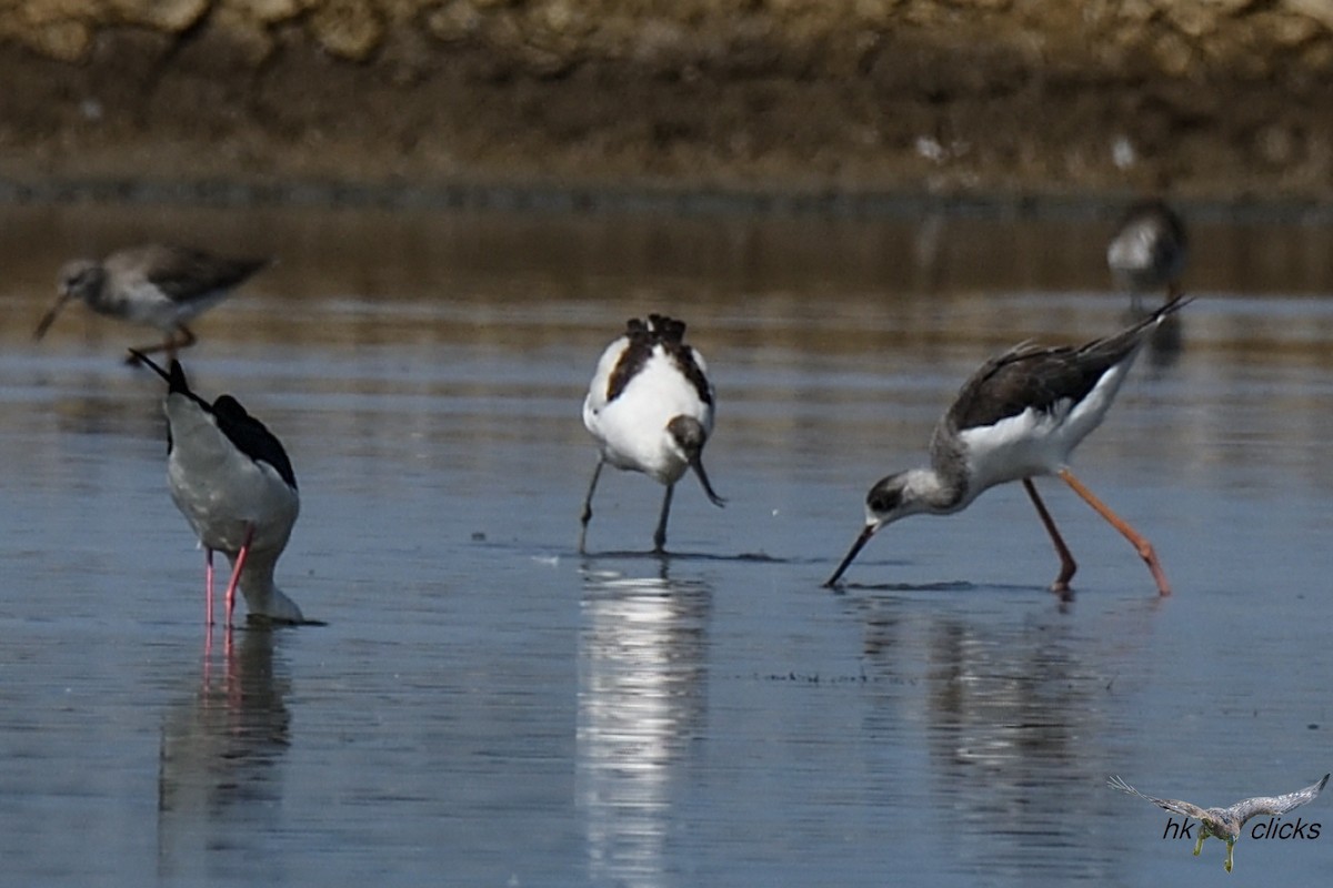 Pied Avocet - ML647020667