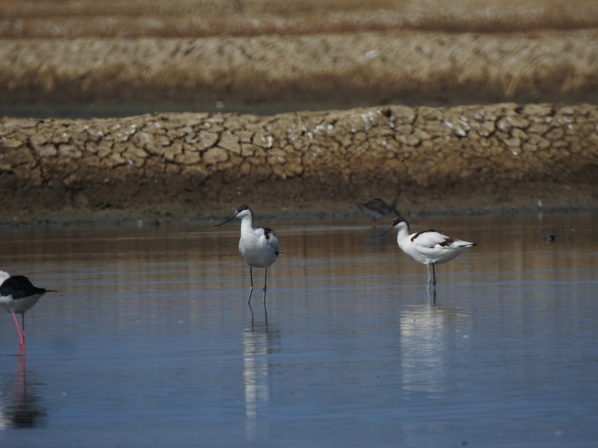 Pied Avocet - ML647020668