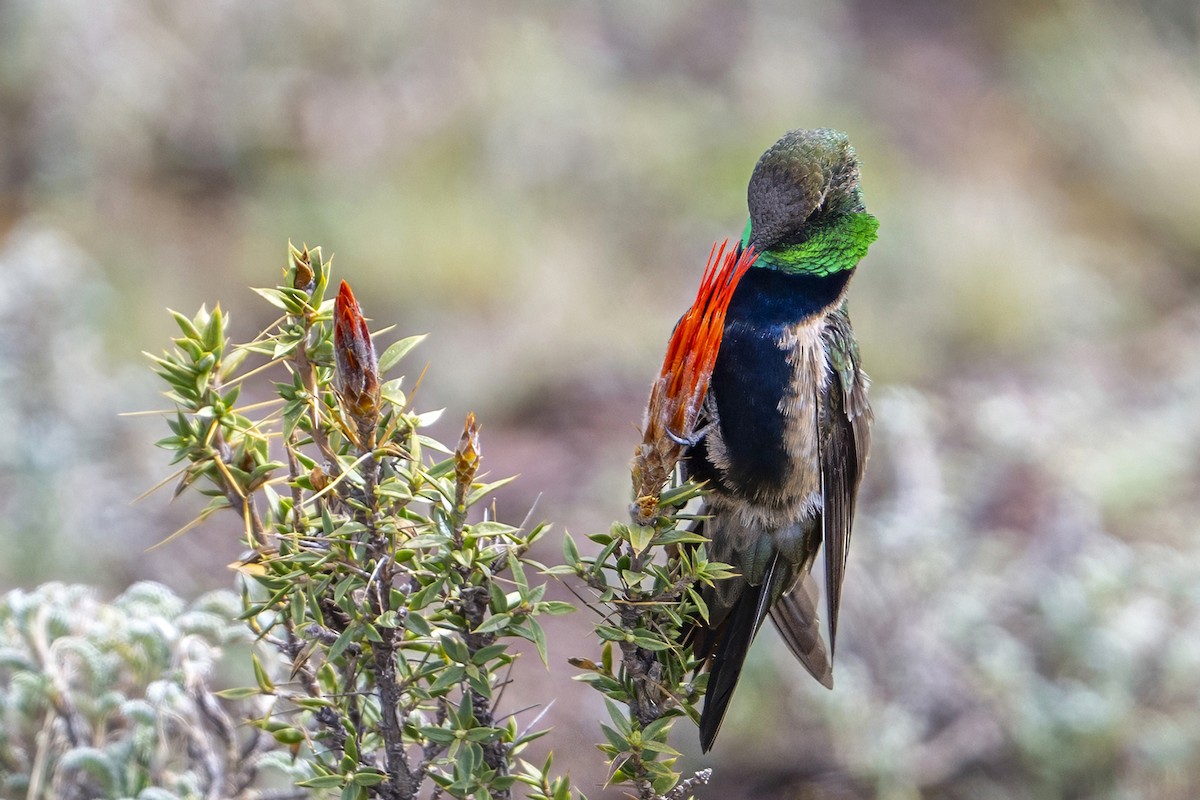 svartbrystoreade - ML647020669