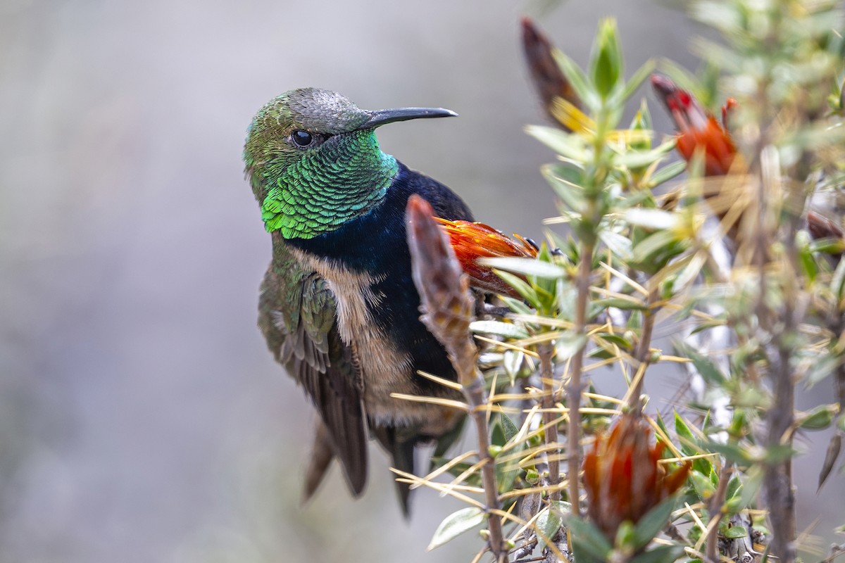 svartbrystoreade - ML647020670