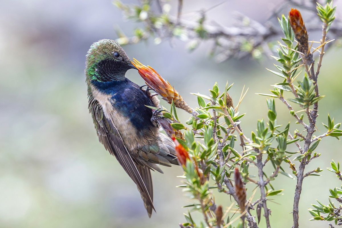 svartbrystoreade - ML647020671