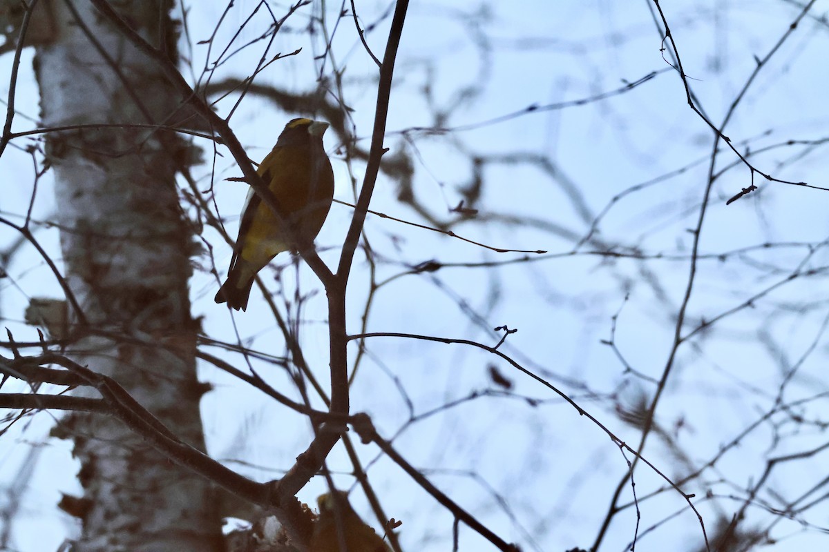 キビタイシメ - ML647020672