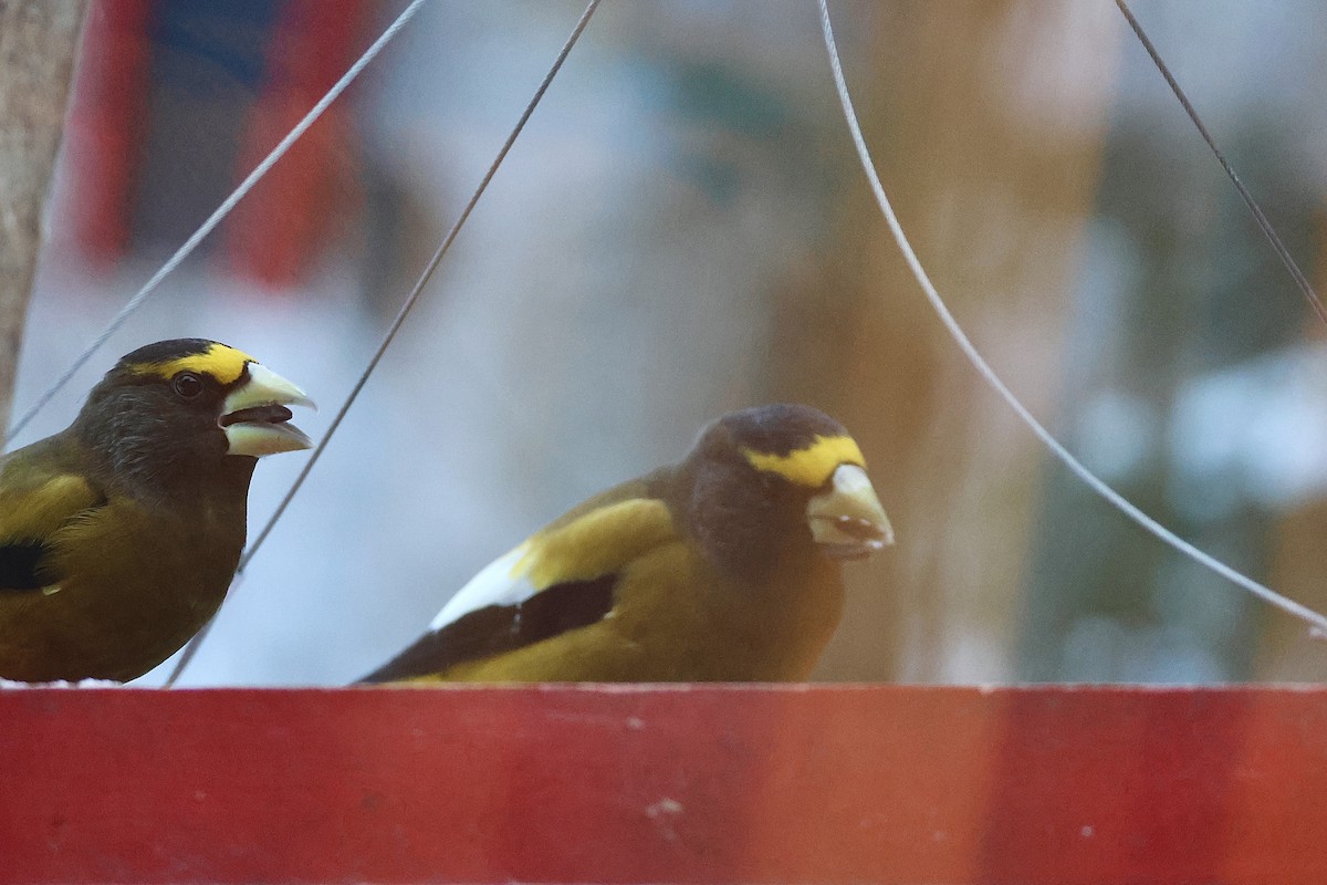 キビタイシメ - ML647020673