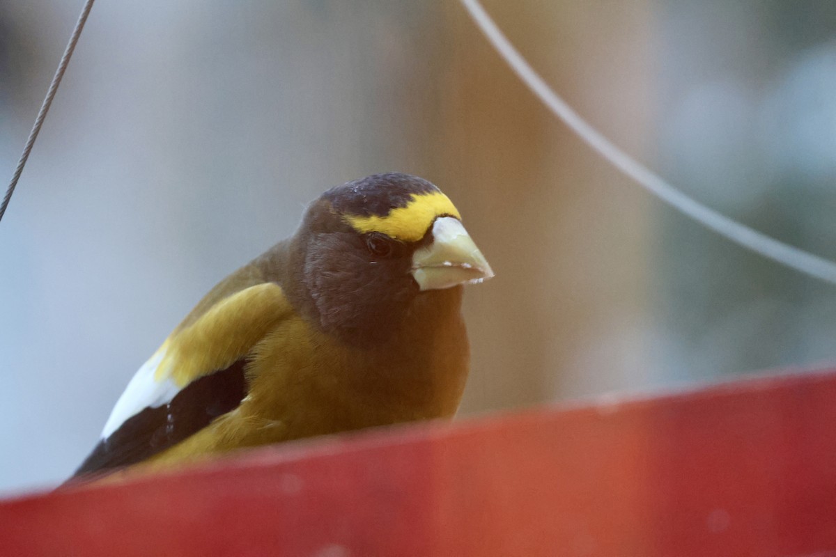 キビタイシメ - ML647020674