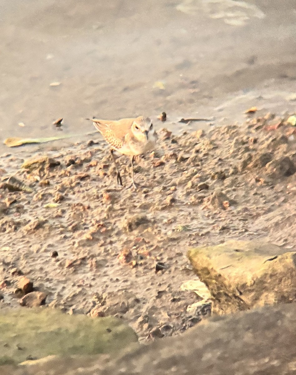 Tibet Cılıbıtı - ML647020677