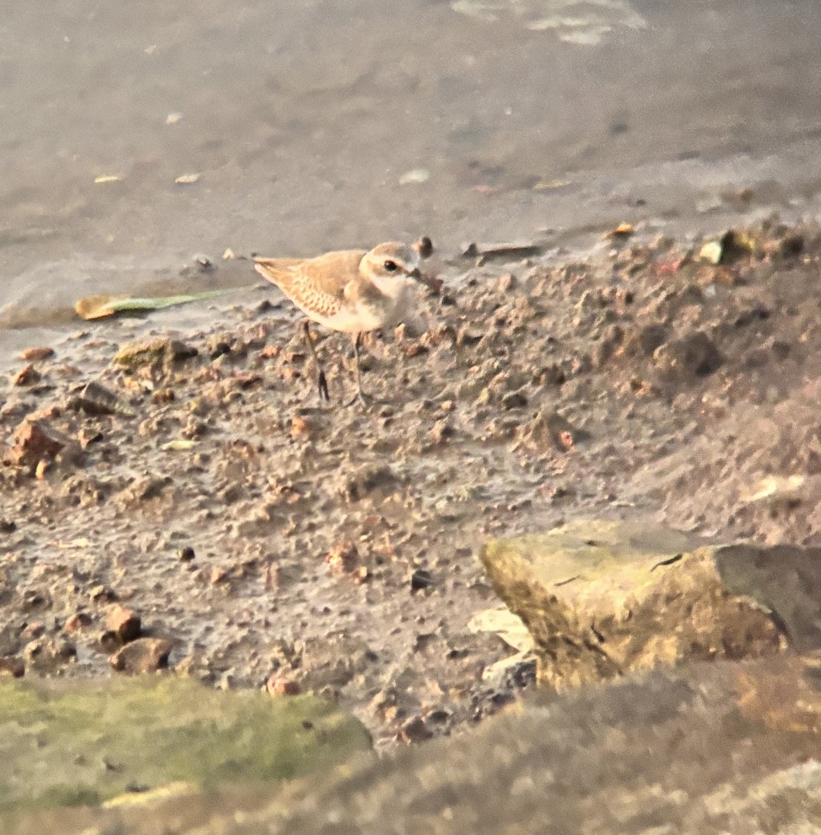 Tibet Cılıbıtı - ML647020678