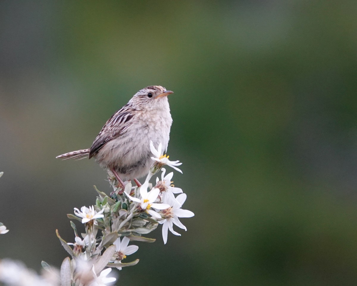 Травяной крапивник - ML647020680