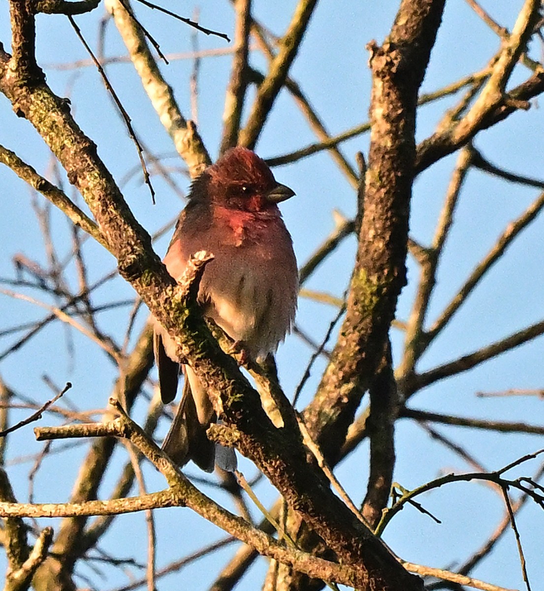 Обыкновенная чечевица - ML647020682